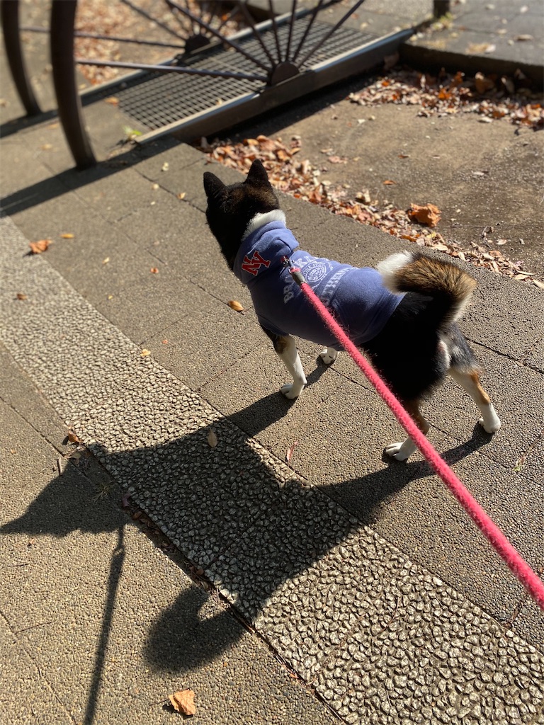 立ち止まって景色を見ている黒柴犬