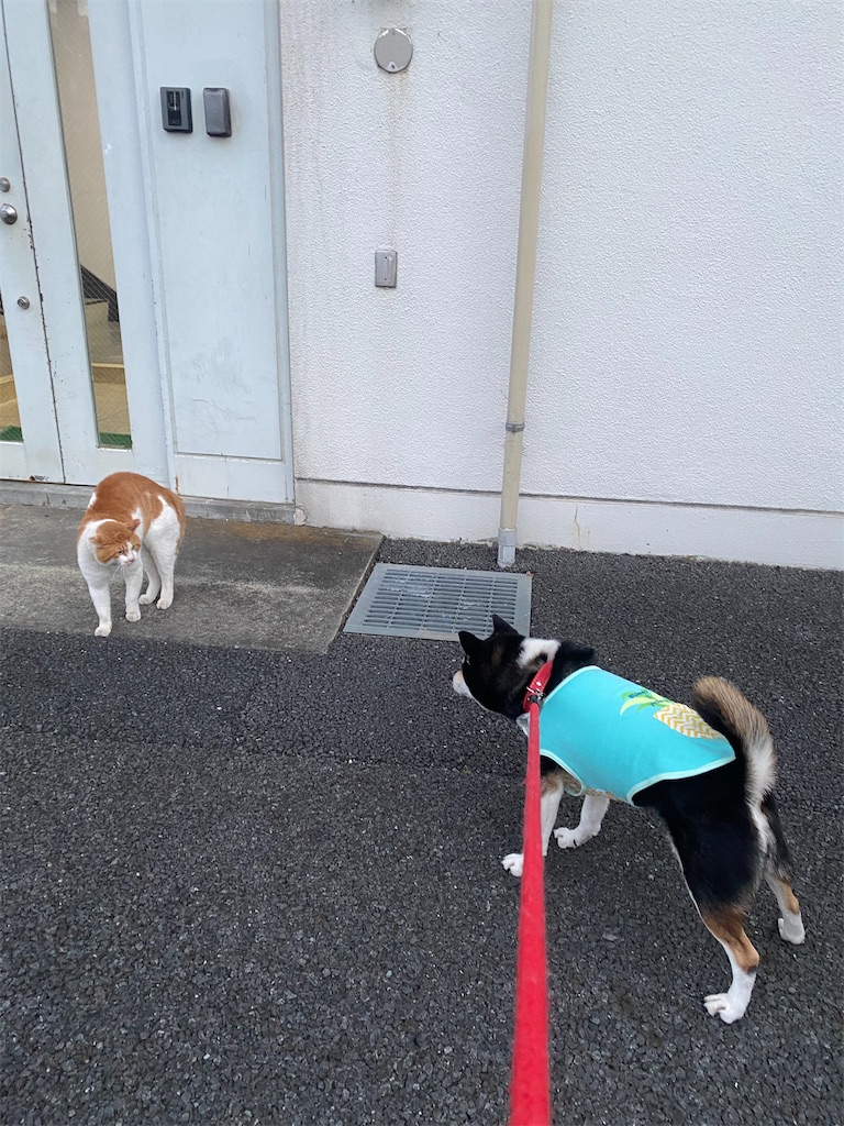 ネコと黒柴犬が睨み合っている
