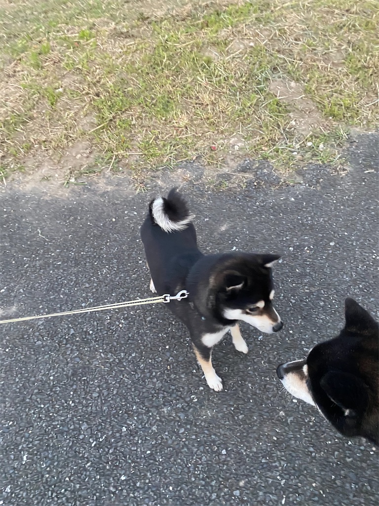 豆黒柴犬と普通の黒柴犬が見つめあっている