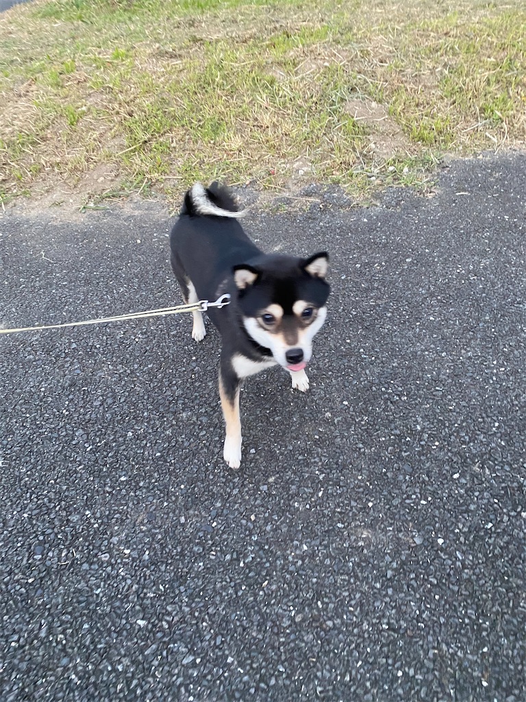 豆黒柴犬がカメラ目線