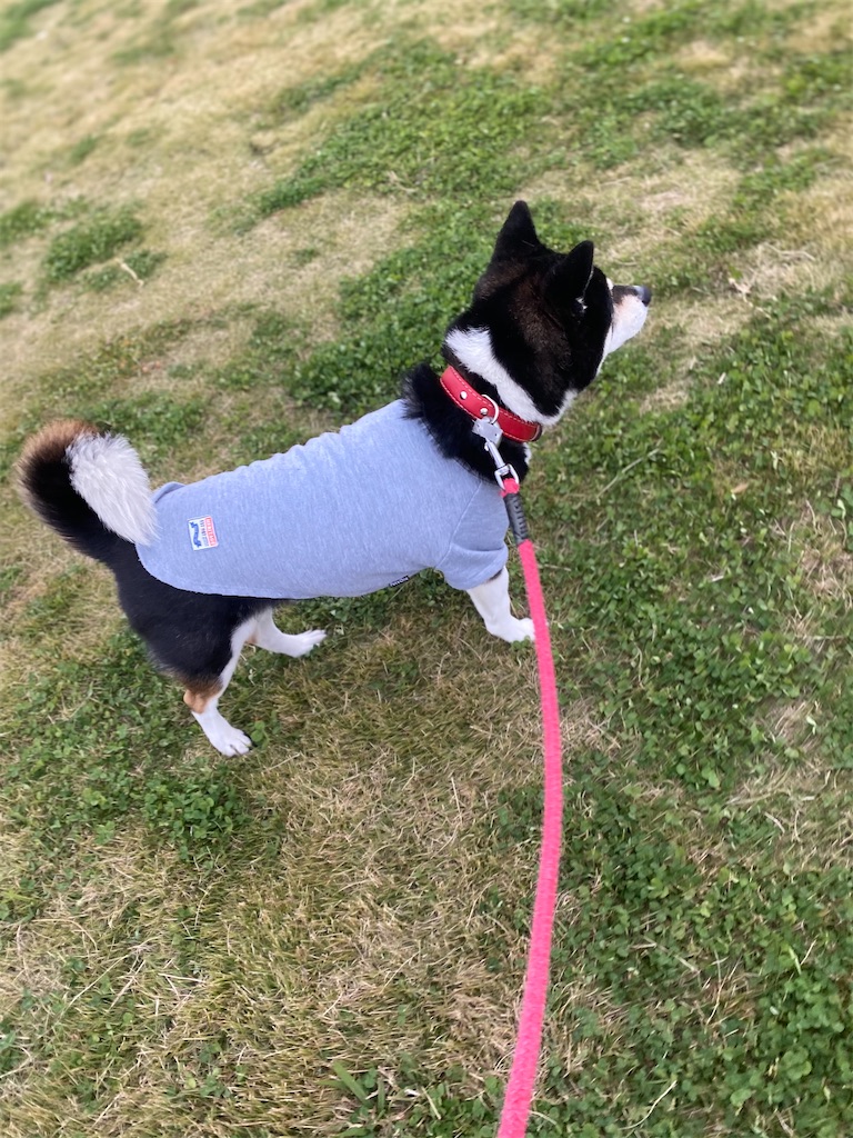 立ち止まっている黒柴犬