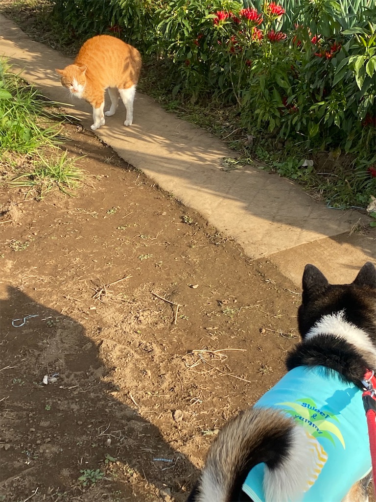 トラネコと黒柴犬が睨み合っている