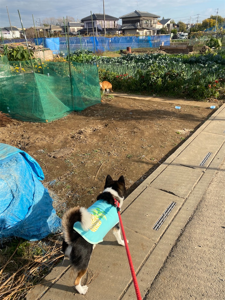 黒柴犬が遠くにいるネコちゃんを見ている