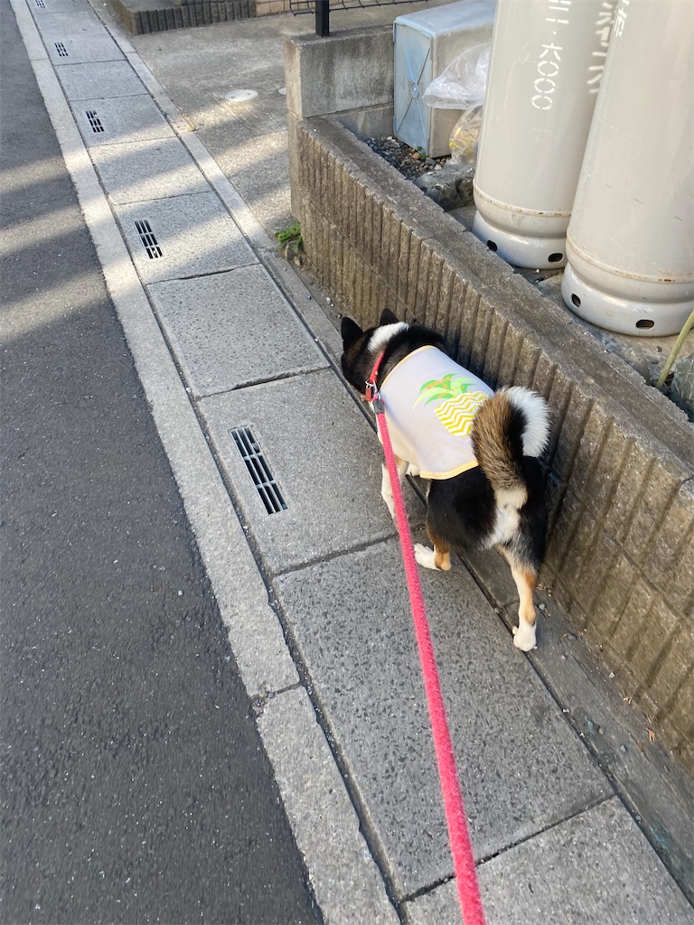 側溝のフタの上を歩く黒柴犬