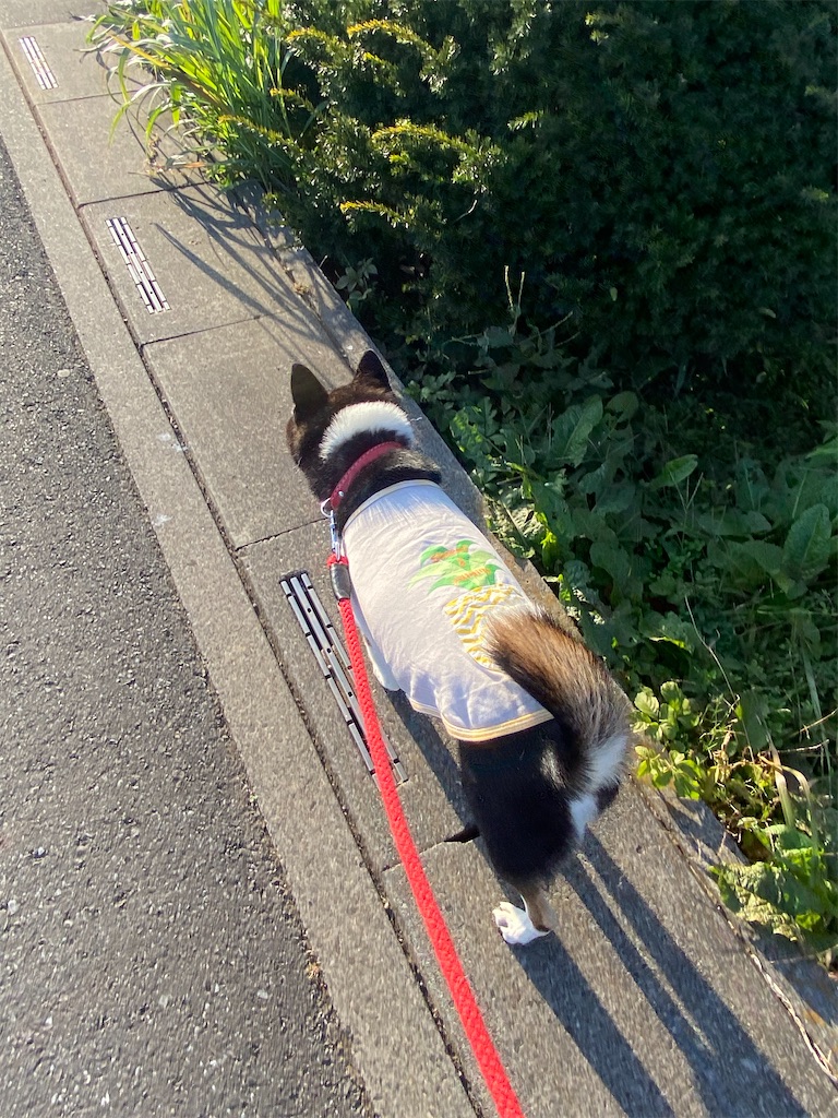 側溝のフタの上を歩く黒柴犬