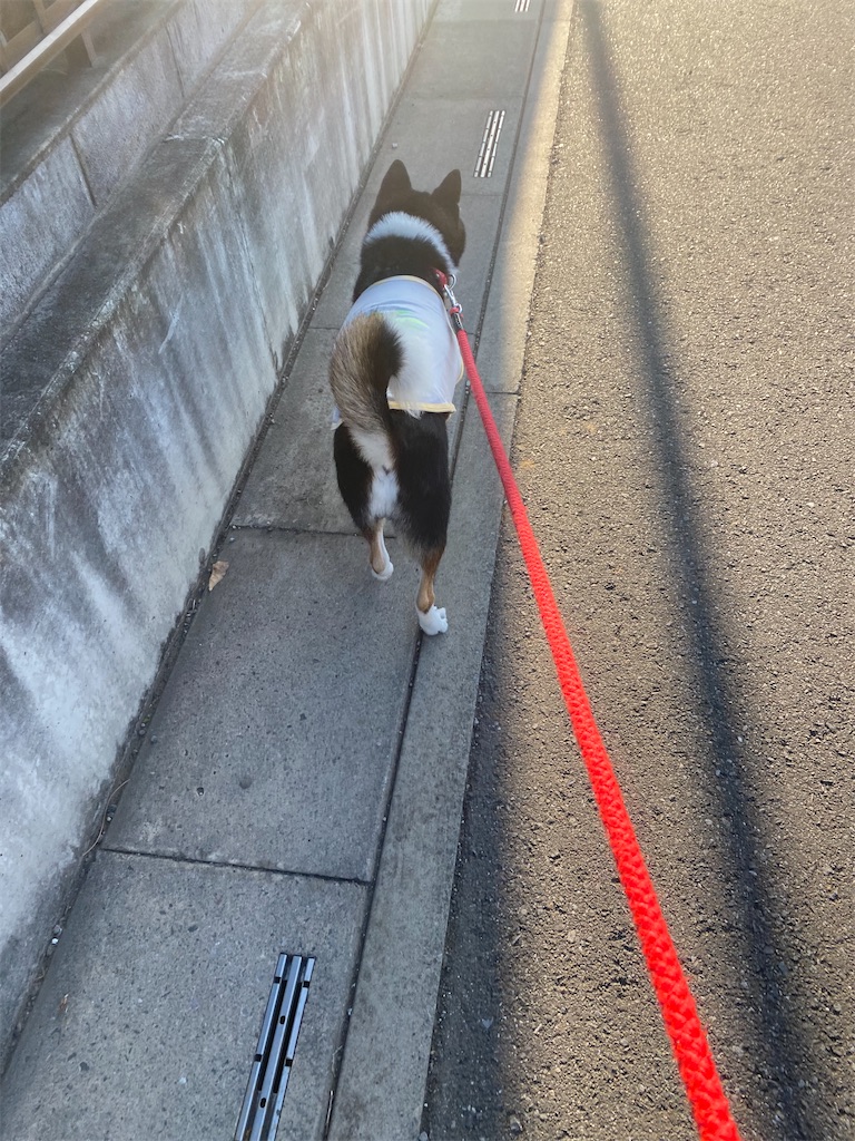 側溝のフタの上を歩く黒柴犬