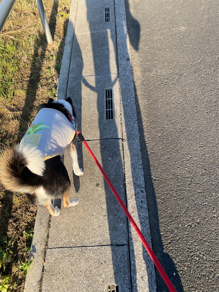 側溝のフタの上を歩く黒柴犬