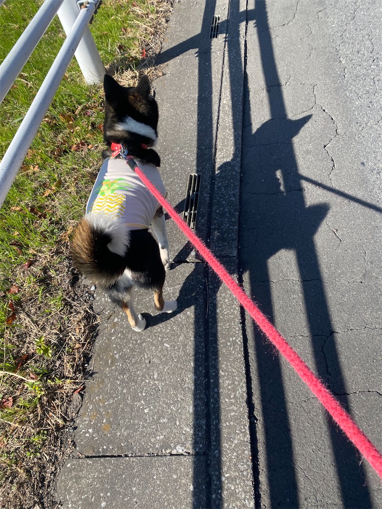側溝のフタの上を歩く黒柴犬