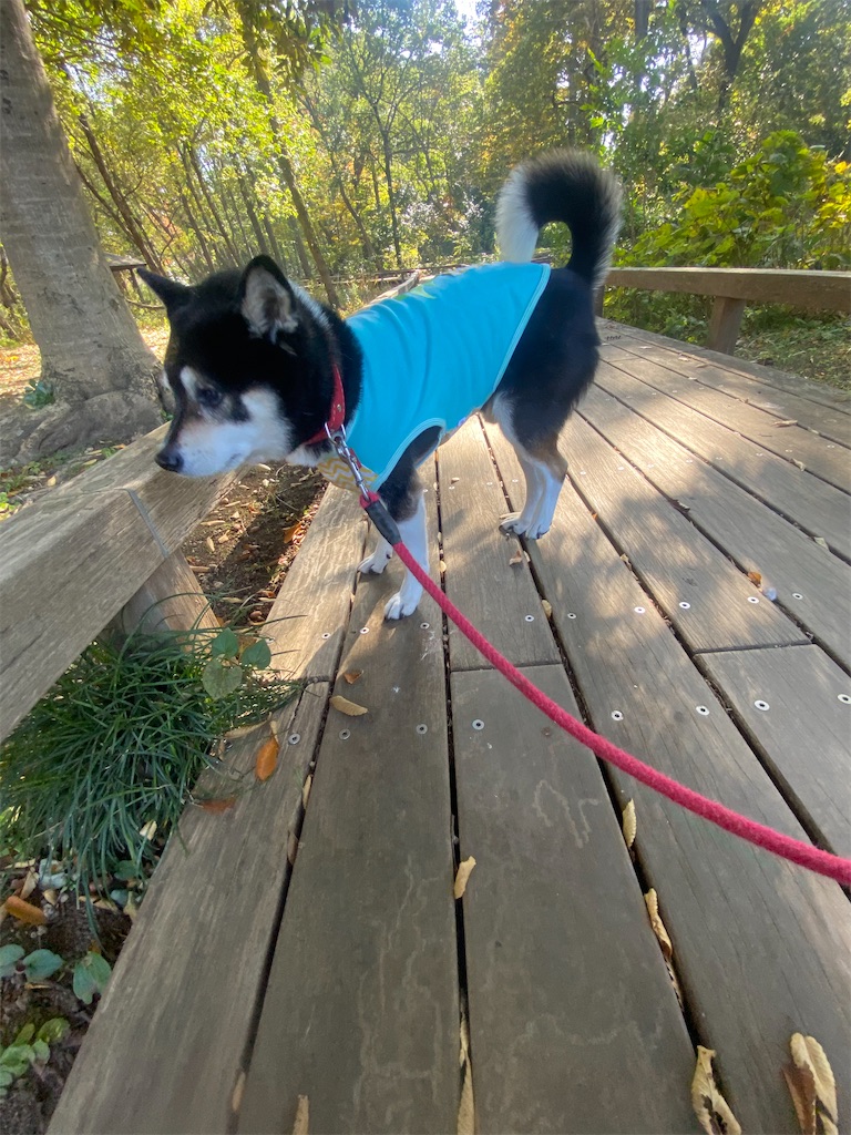 中の橋を歩いている黒柴犬