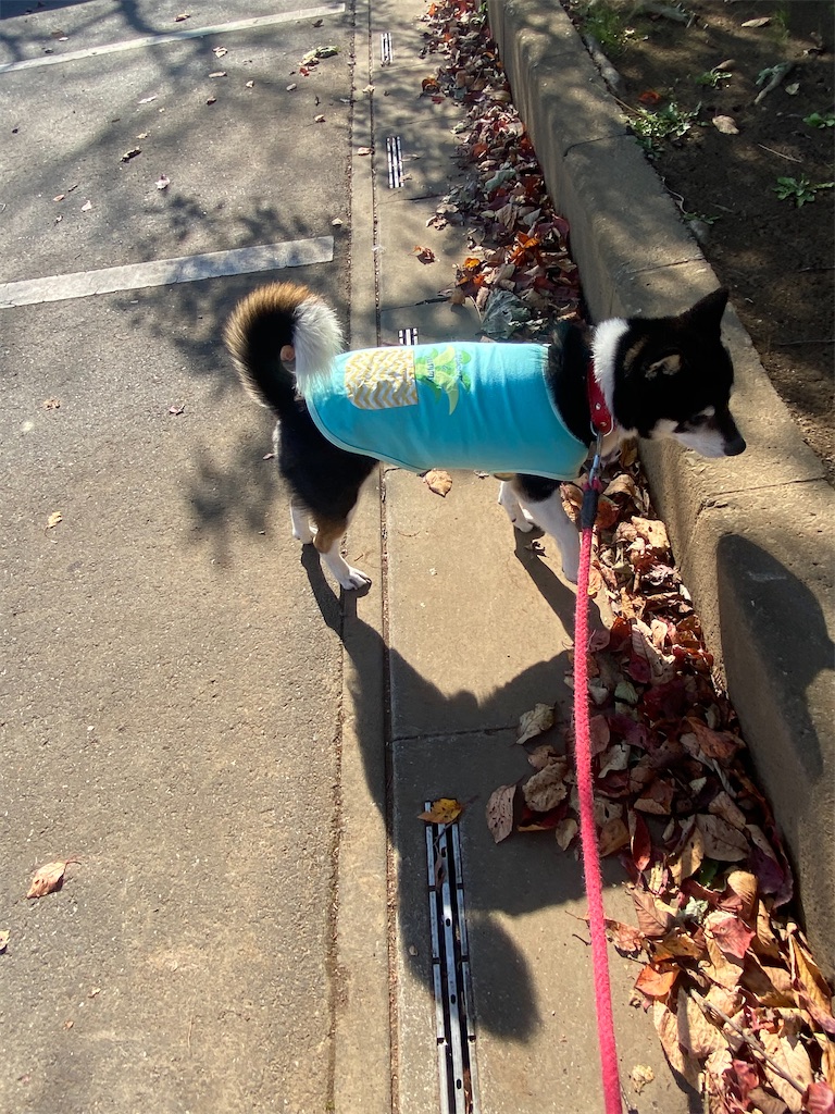 路肩で立ち止まっている黒柴犬