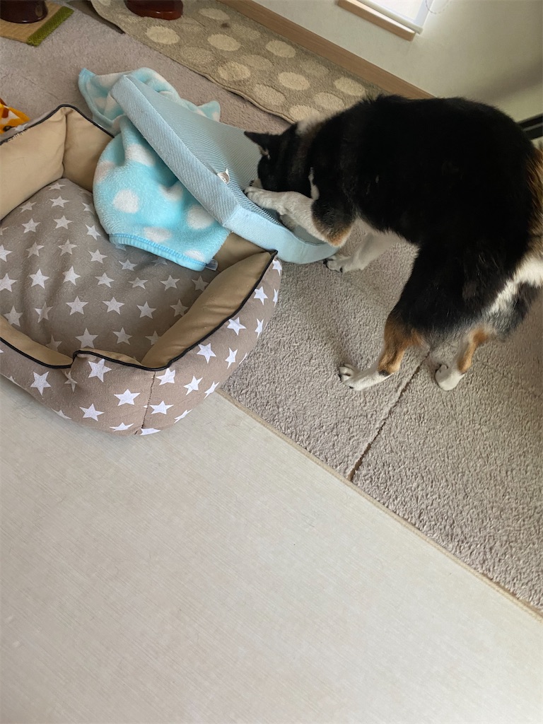 暴れる黒柴犬