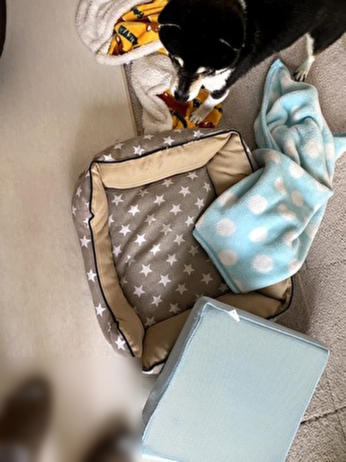 暴れる黒柴犬