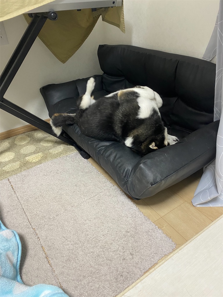 クネクネしている黒柴犬