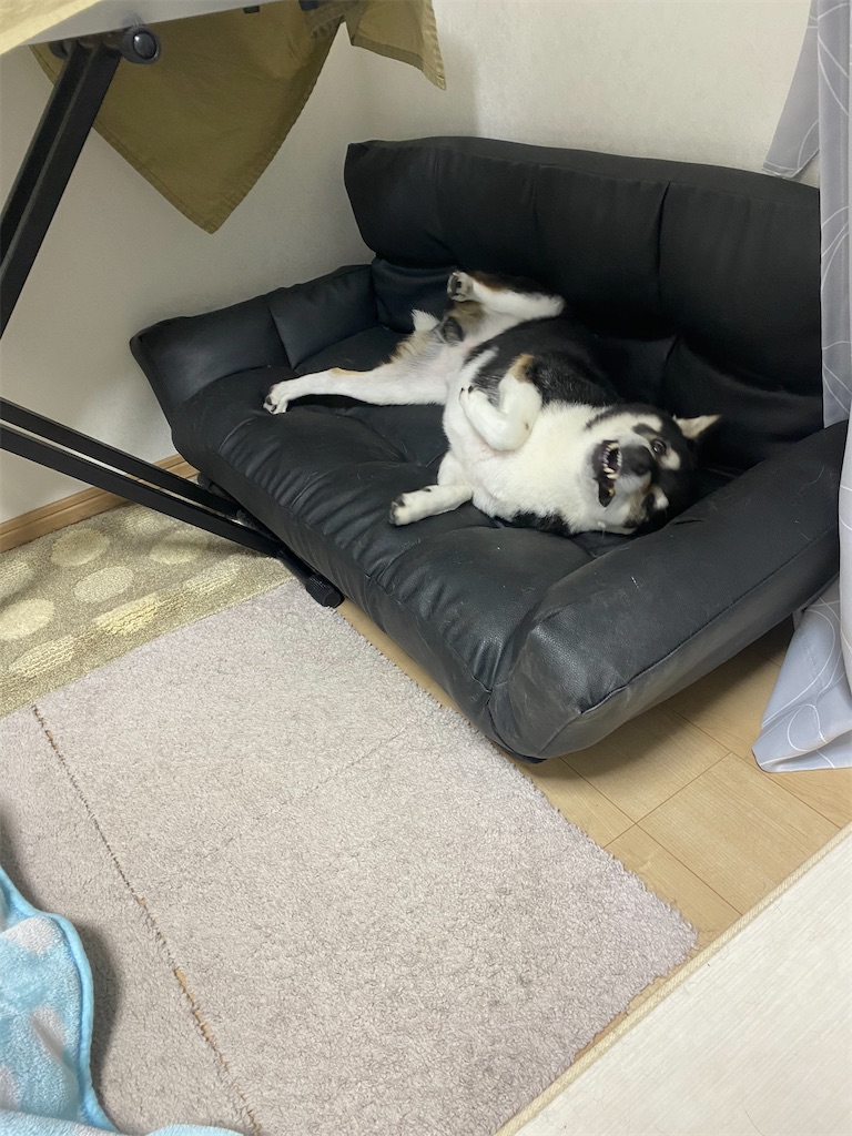 クネクネしている黒柴犬クネクネ