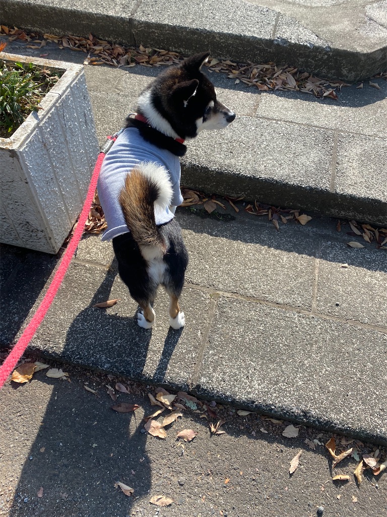 階段を上っている黒柴犬