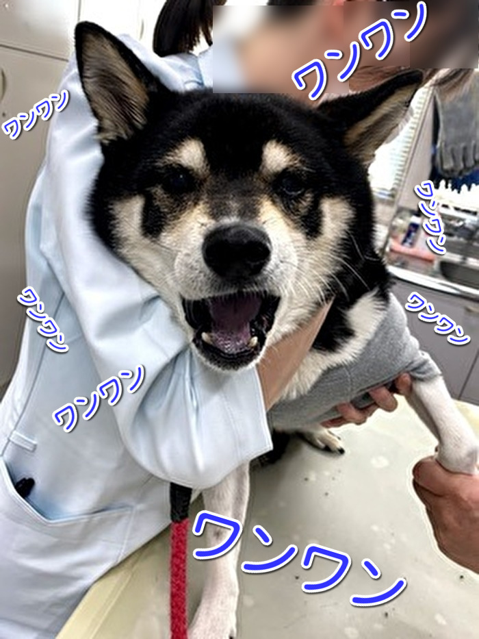 ワンワン吠えている黒柴犬