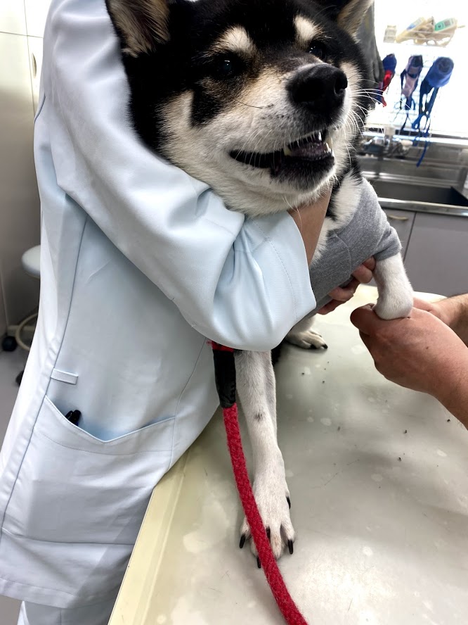 緊張している黒柴犬
