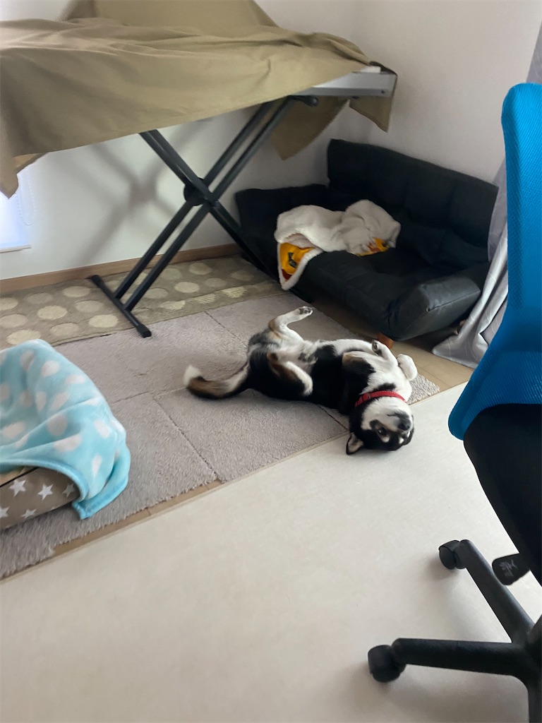 クネクネしている黒柴犬