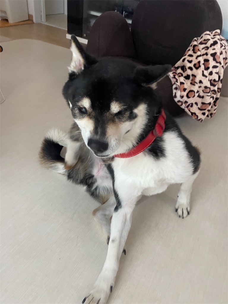 後ろ足で首を掻いている黒柴犬