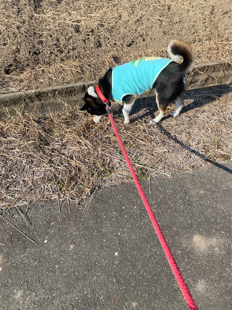 田舎道の路肩で草の臭いを嗅いでいる黒柴犬