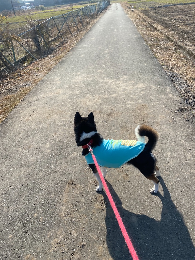 田舎道のど真ん中で立っている黒柴犬