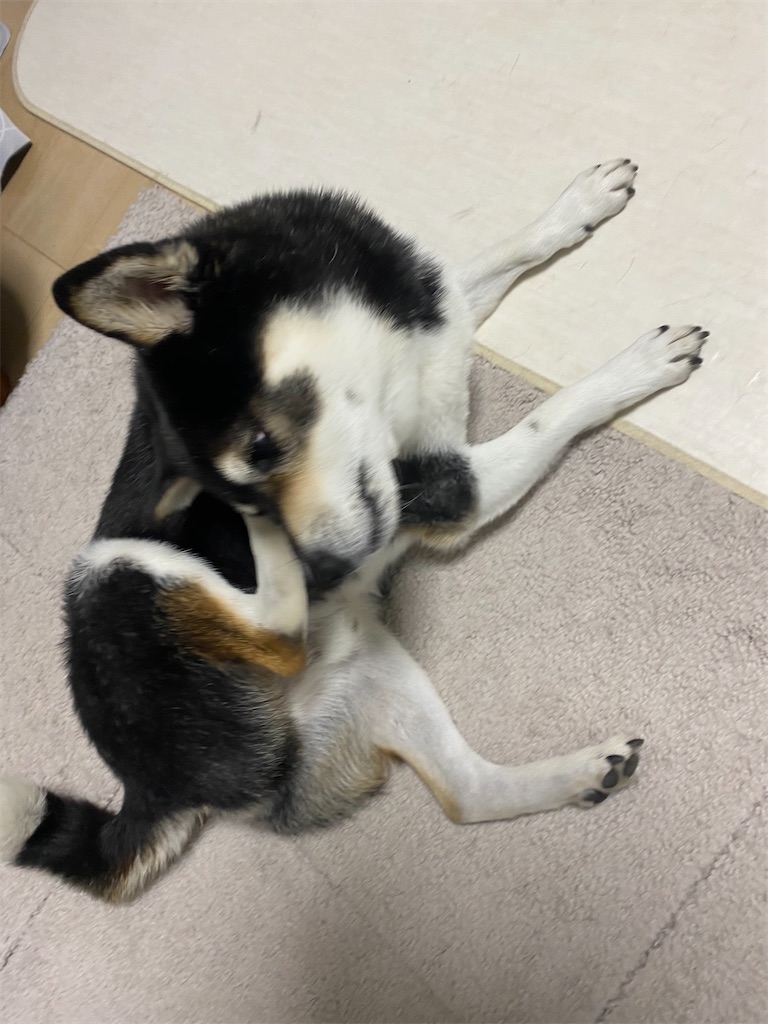 後ろ足で頭を掻いている黒柴犬