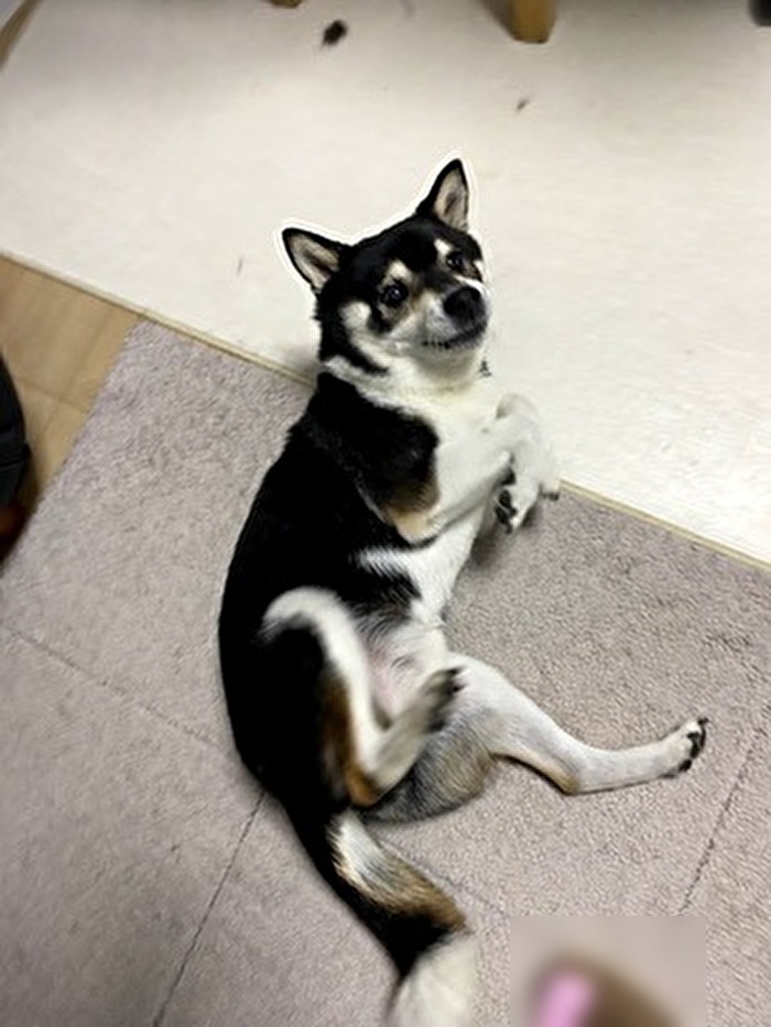 コロコロしている黒柴犬