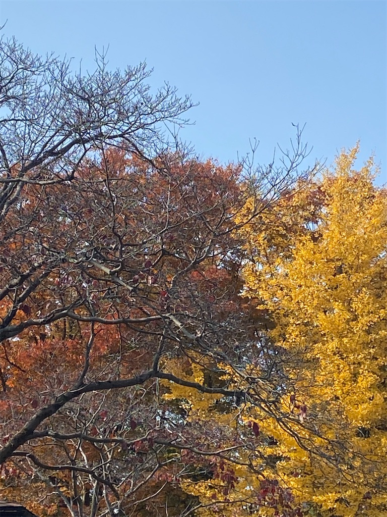 紅葉している樹木