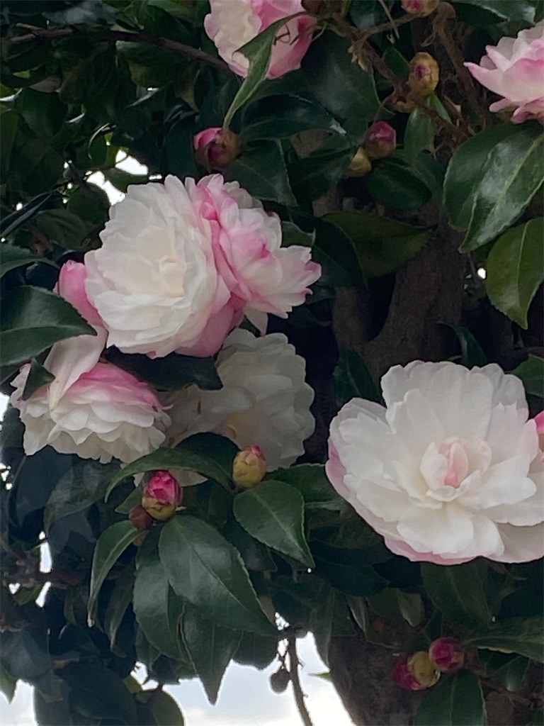 ピンクと白の混ざったサザンカの花