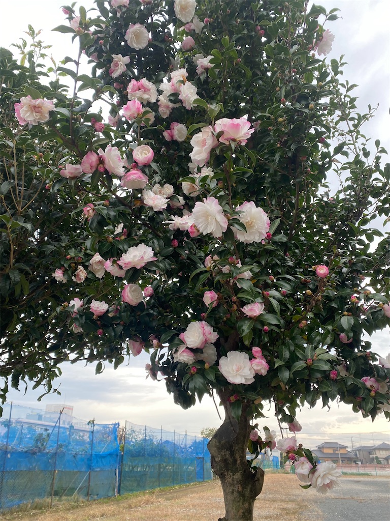ピンクと白の混ざった花が咲いているサザンカの木