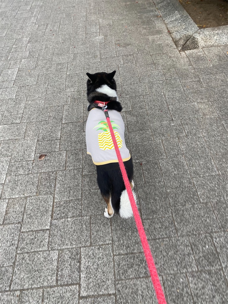 尻尾が下がっている黒柴犬