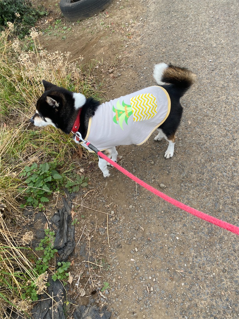 草の匂いを嗅いでいる黒柴犬