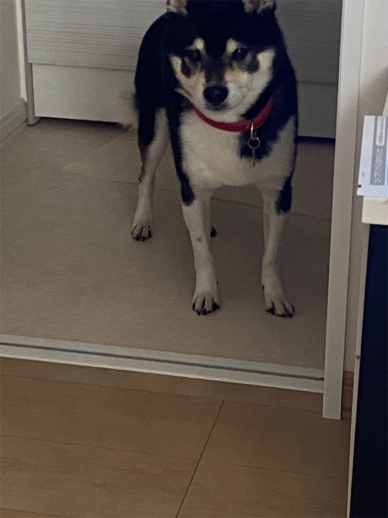 尻尾が下がって怖がっている黒柴犬