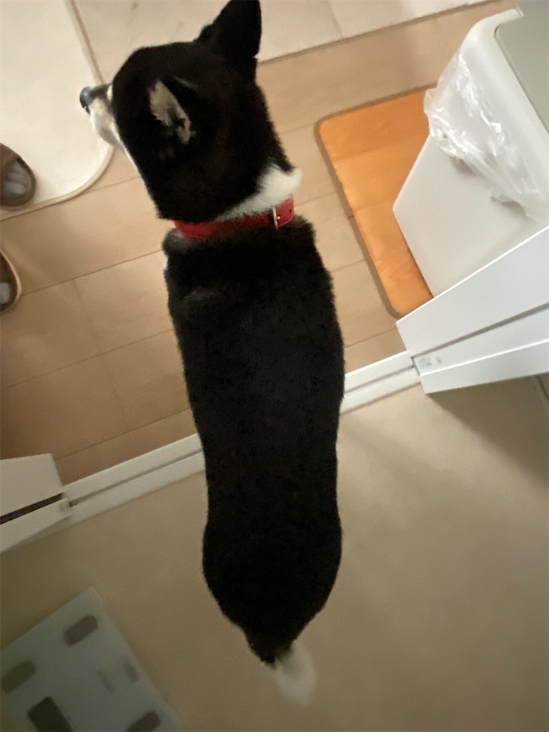 尻尾が下がって震えている黒柴犬の背中