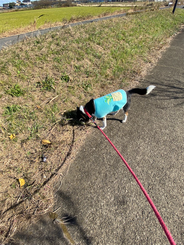 お散歩している黒柴犬