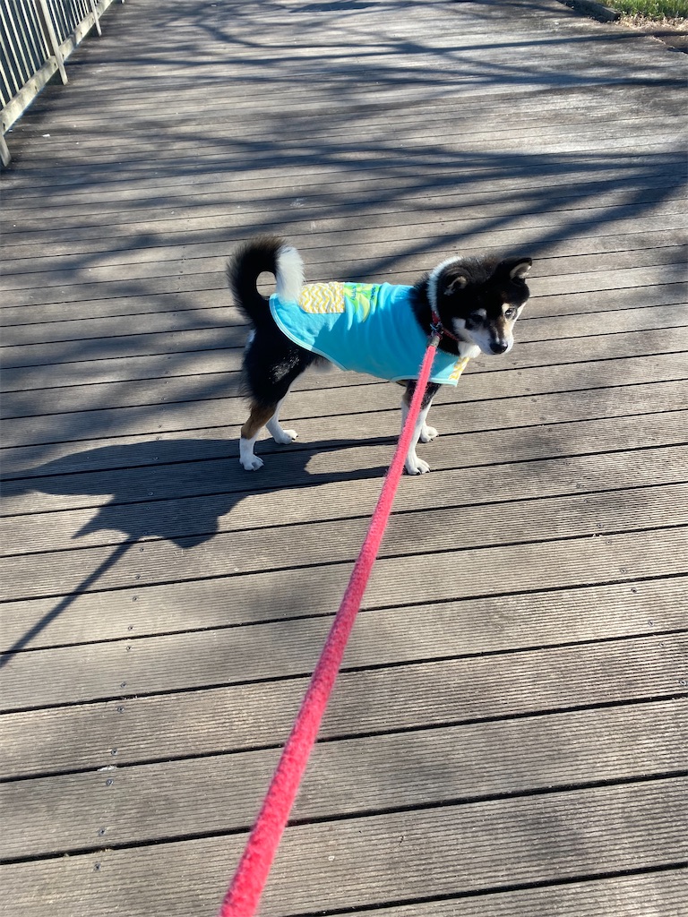 橋を渡っている黒柴犬
