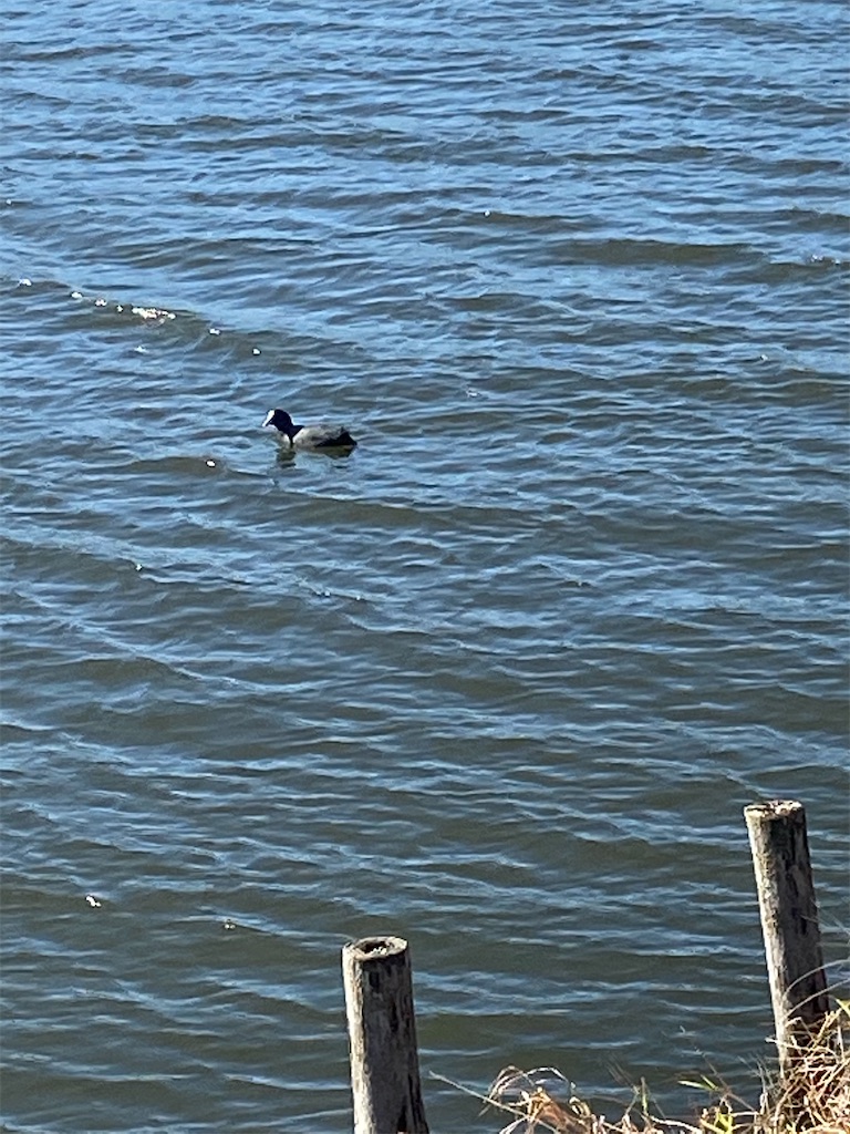 沼で泳いでいるカモ