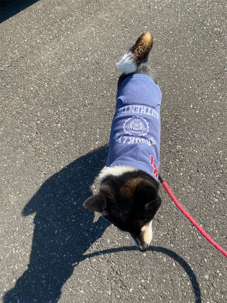手前に歩いてくる黒柴犬