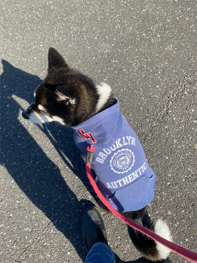 左を向いている黒柴犬