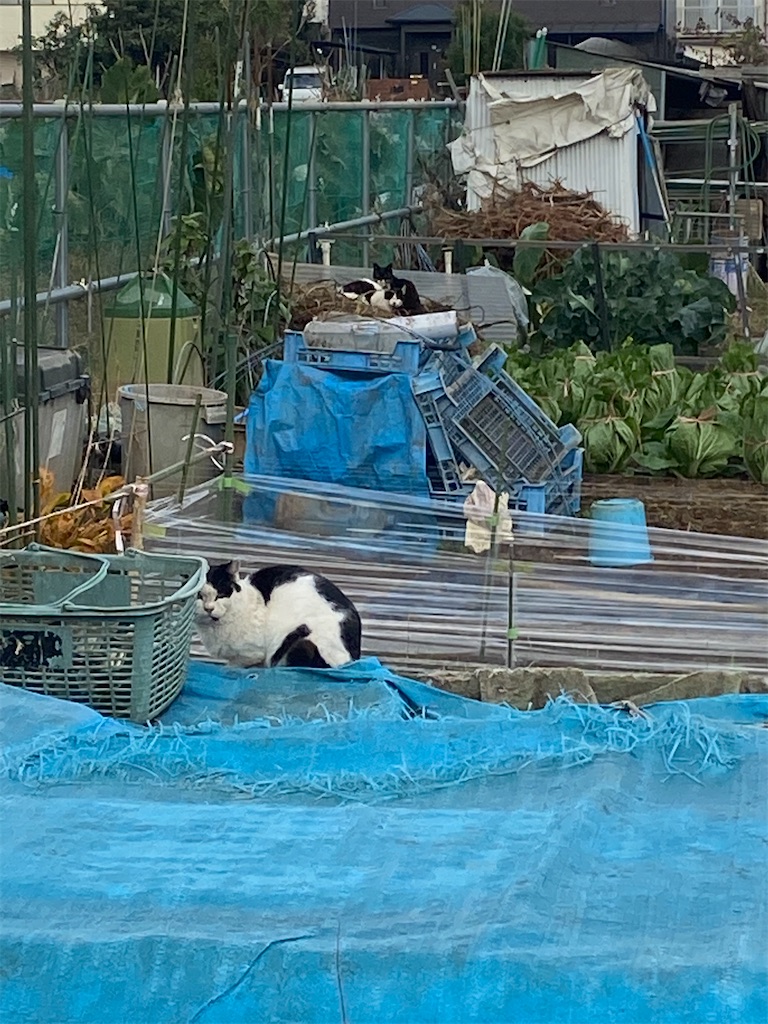 野良猫が三匹座っている