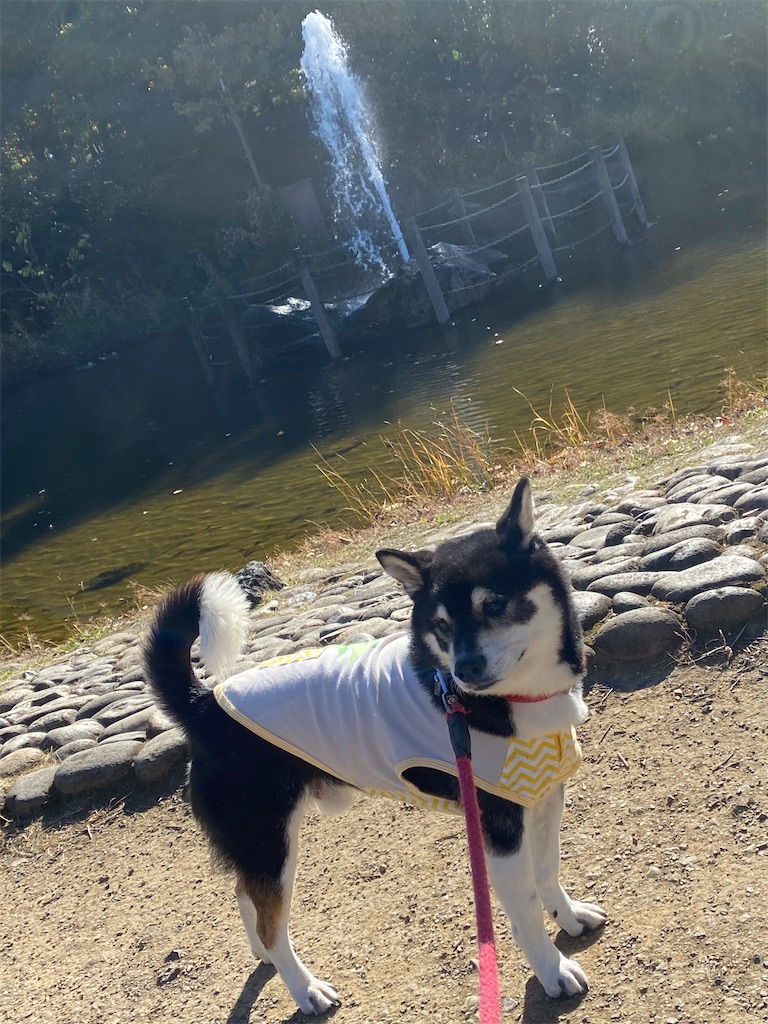 噴水の前で立っている黒柴犬