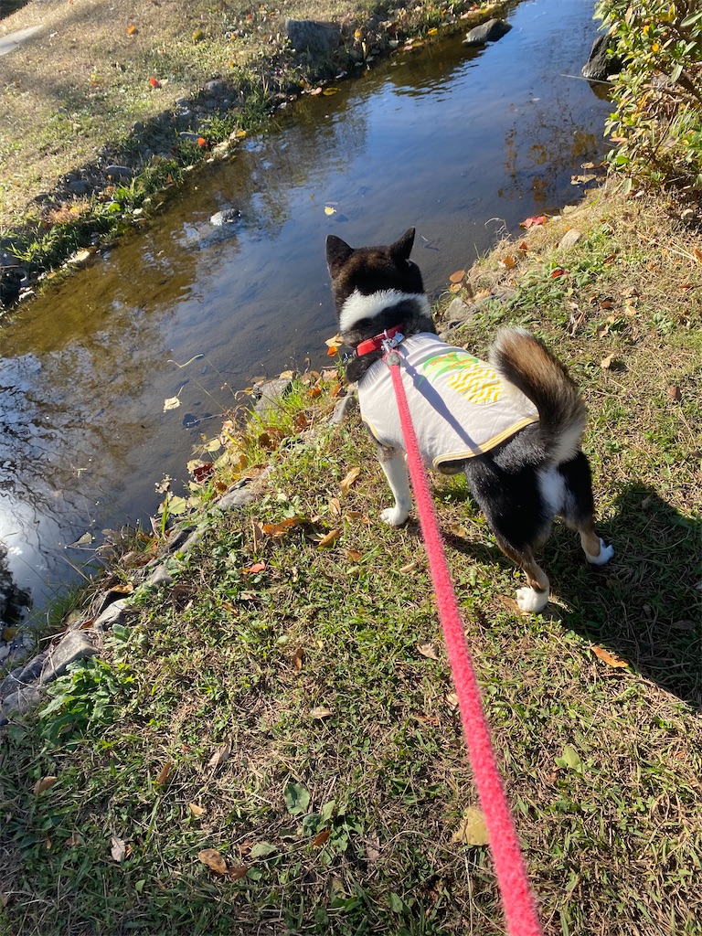 小川を覗いている黒柴犬