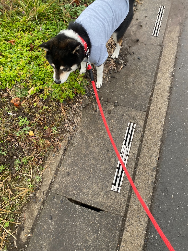 路肩を歩いている黒柴犬