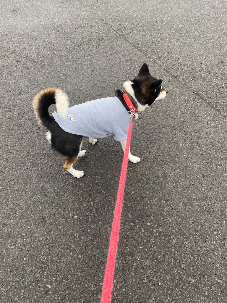 アスファルトの道でむこうに歩いて行く黒柴犬