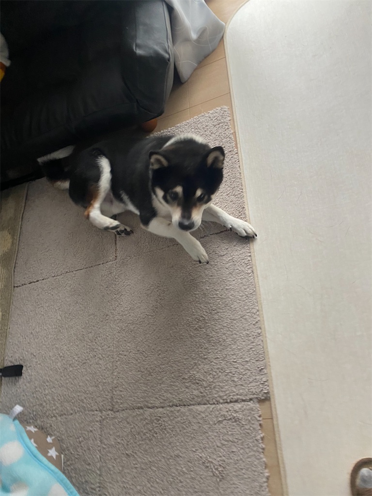 ソファの横で伏せている黒柴犬