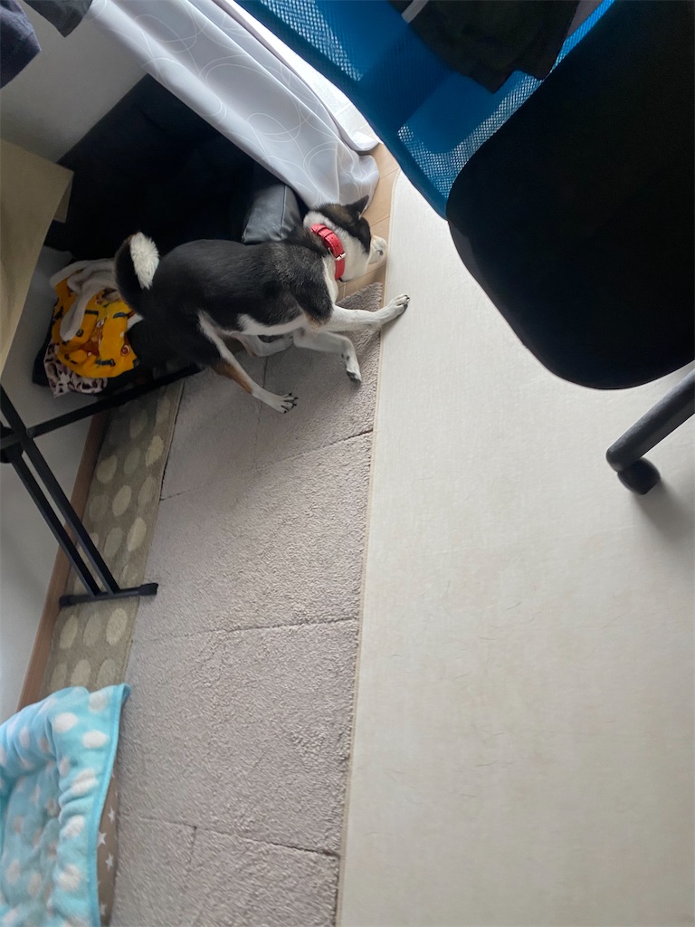 ソファの横で頭を床にこすりつけている黒柴犬