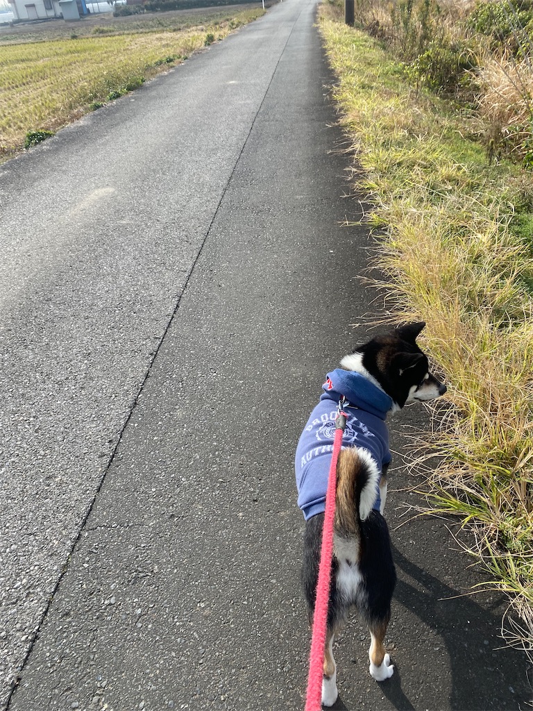 畑の中の細い道を歩いている黒柴犬