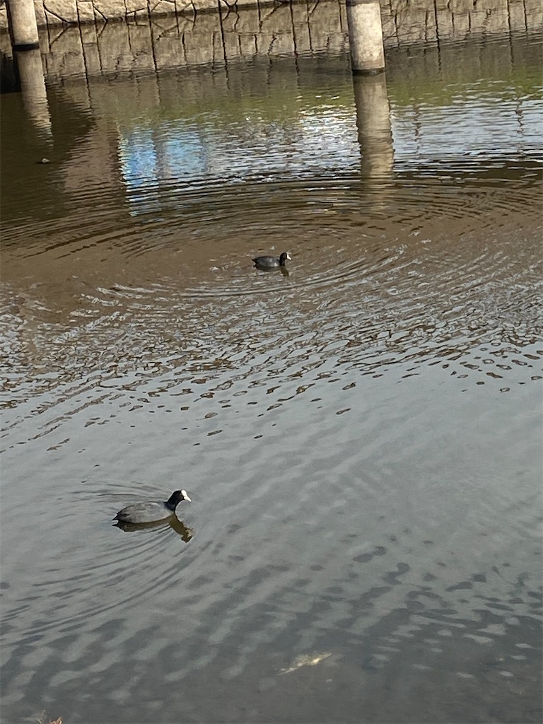 沼でカモが泳いでいます