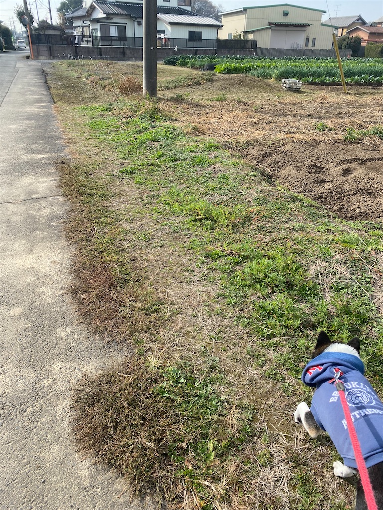 畑の中の細い道を歩いている黒柴犬