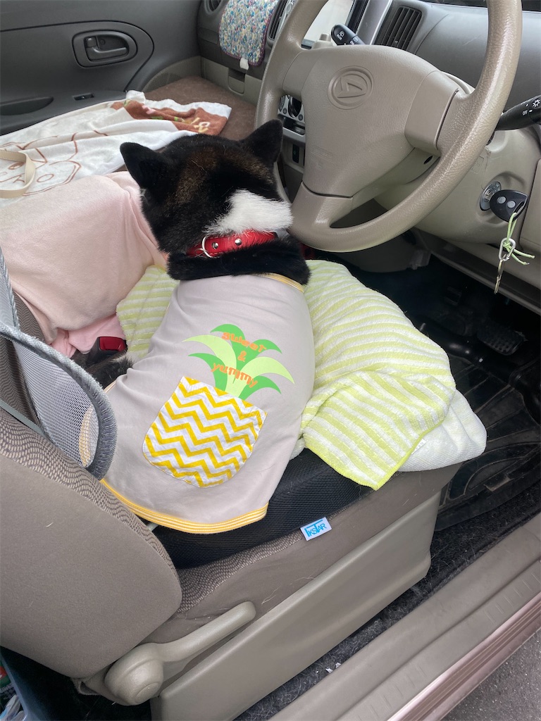 運転席で寝ている黒柴犬